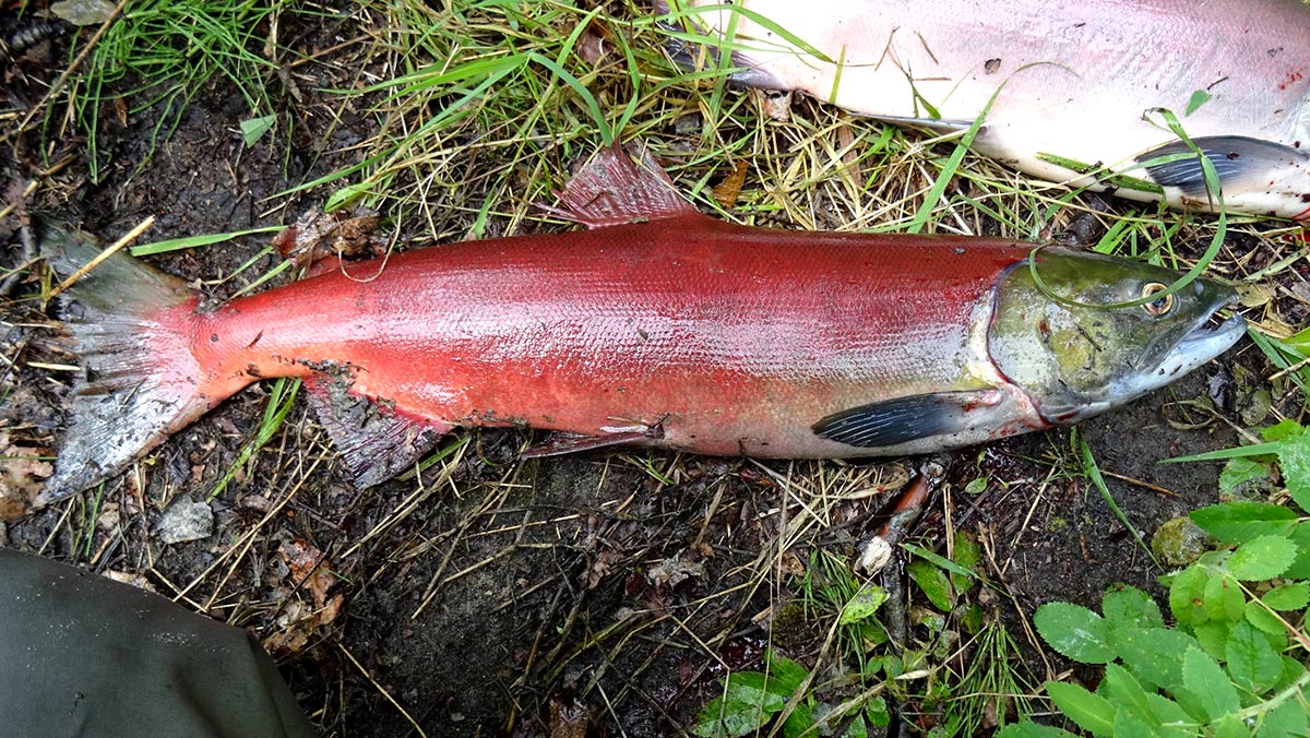 Lohen kalastusta Alaskan erämaassa