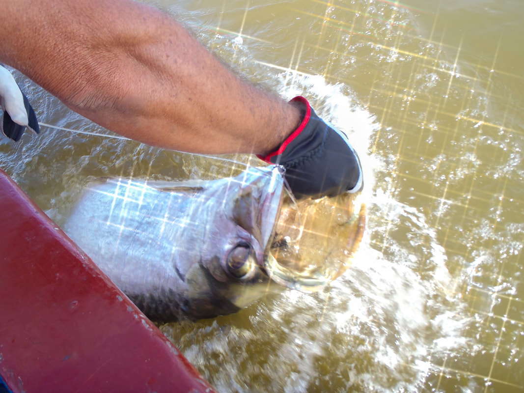 Tarponin kalastus – Tropiikin jättisilakka