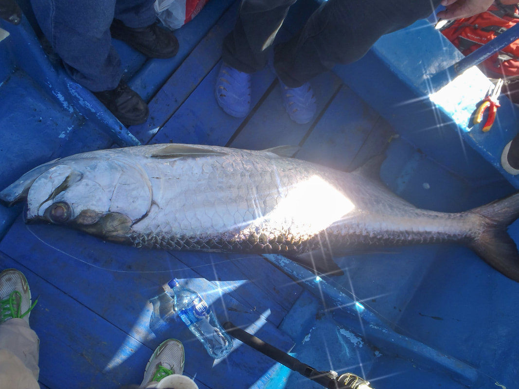 Tarponin kalastus – Tropiikin jättisilakka